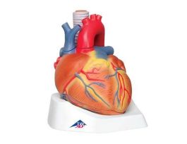 MODEL 7PT HEART