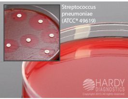 MUELLER HINTON AGAR WITH BLOOD PK10