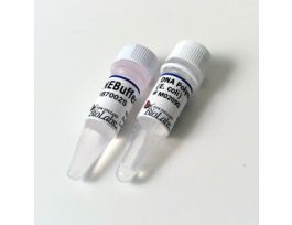 DNA POLYMERASE I (E. COLI)