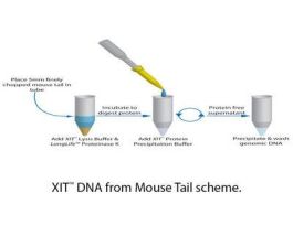 DNA GNMC FROM MOUSE TAIL XIT 125MM TAIL