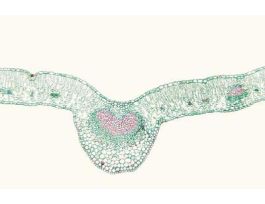 HIGH SCHOOL BIO. SET/25