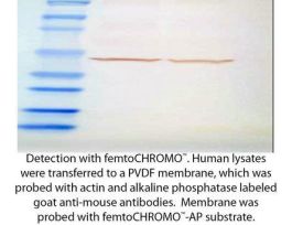 FEMTO-CHROMO AP BCIP-NBT 200ML