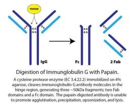 PAPAIN IMMOB 5ML RESIN F/PROD FAB FRGMT