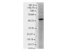 GABRB3 ANTIBODY 100UG