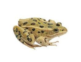 GRASSFROGS 12 UNSEXED MEDIUM