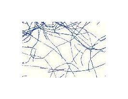 BACILLUS ANTHRACIS (SM) G(+)SPORES RED