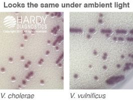 CULTURE MEDIA DEHYDRATED HARDYCHROM 2 L.