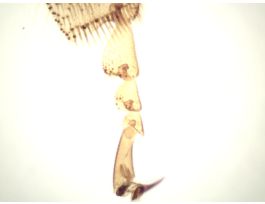 HONEYBEE-LEG COMP(WM)(APIS MELLIFERA)