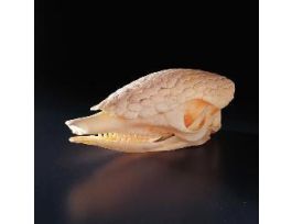ARMADILLO SKULL NATURAL BONE
