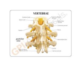 MODEL 3PC VERTEBRAE L2 L3 L4
