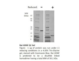 300-10AF-500UG RAT GDNF (AF)
