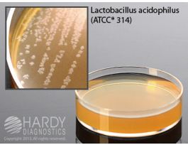 MEDIUM UNIVERSAL BEER AGR CYHM PLTD PK10