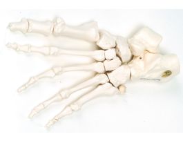 MODEL FOOT SKELETON NYLON
