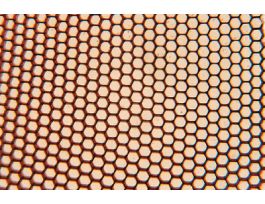 INSECT CORNEA (WM) HORSEFLY. FLAT MOUNT