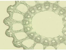 EQUISETUM AERIAL STEM (CS)QS SLIDE