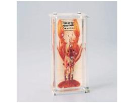 CRAYFISH ANATOMY MUSEUM MOUNT