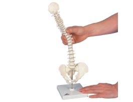 MODEL MINI VERTEBRAL COLUMN STAND