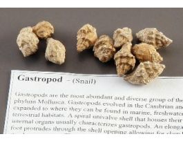 GASTROPOD FOSSIL STUDY PACK/10