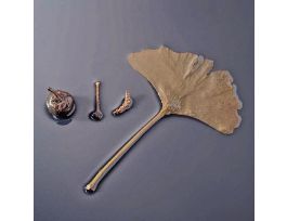 GINKGO LIFE HISTORY PM SET/4