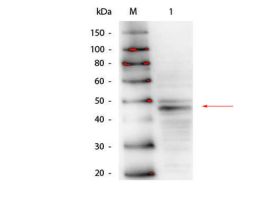 GATA4 ANTIBODY 100 UG