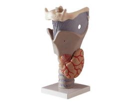 MODEL INTRODUCTORY FUNCTIONAL LARYNX