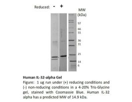 100-151-500UG HUMAN IL-32 ALPHA