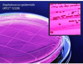 MEDIUM MSA CONTACT PLATE SURF TSTG PK10