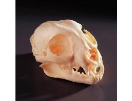 BOBCAT SKULL NATURAL BONE
