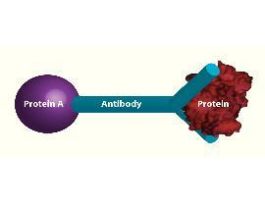 IMMUNOPRECIPITATION G-BIOSCIENCES