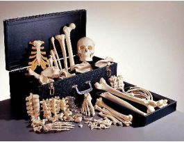 MODEL SKELETON DISART CARDBOARD