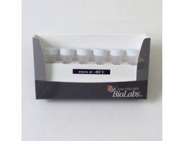 NEB 5-ALPHA COMPETENT E.COLI