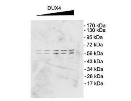 DUX4 ANTIBODY 100UG