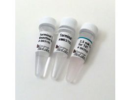 TERMINAL TRANSFERASE 2500U