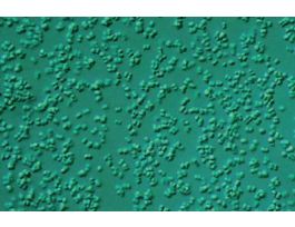 FD SARCINA AURANTIACA (G+)