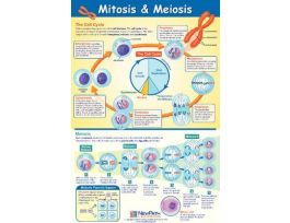 POSTER MITOSISMEIOSIS NEW PA. EA