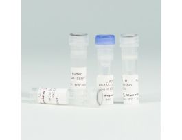 SGK1 KINASE ENZ SYS 1MG