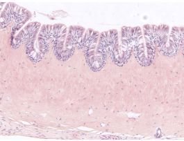 FROG CILIATED EPITHELIUM (SECT) H&E