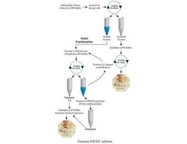 2D GEL FRACTION-FOCUS PK10