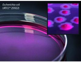 MEDIUM VIOLET RED BILE AGAR PLATED PK10