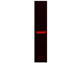 GRP78 ANTIBODY 100UG