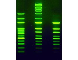 STAIN NUCLEIC ACID LABSAFE 10000X 1ML