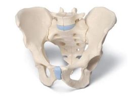 MODEL MALE PELVIS 3PT