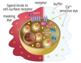 FLIPR CALCIUM 6-QF SAMPLE KIT
