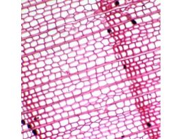 Prepared Slide, Cork Section