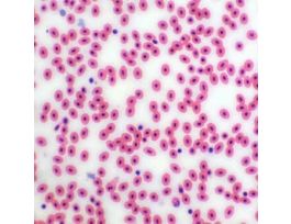 Prepared Slide, Frog Blood Smear