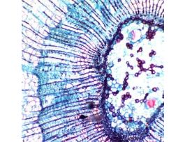 Prepared Slide, Basswood Stem, Cs