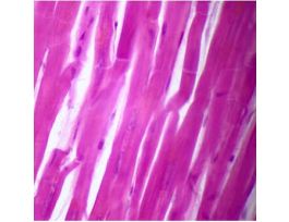 Prepared Slide, Cardiac Muscle
