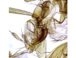 Prepared Slide, Fruit Fly, Slide X, Wm