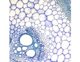 Prepared Slide, Pumpkin, Cs