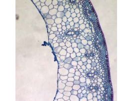 Prepared Slide, Wheat, Cs